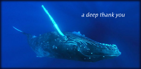 AB_WD_BigWhale